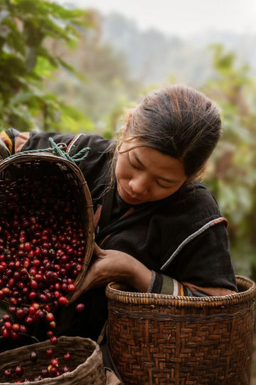 Costa Rica La Pastora Tarrazu: Her Yudumda Tarrazu’nun Büyüsü