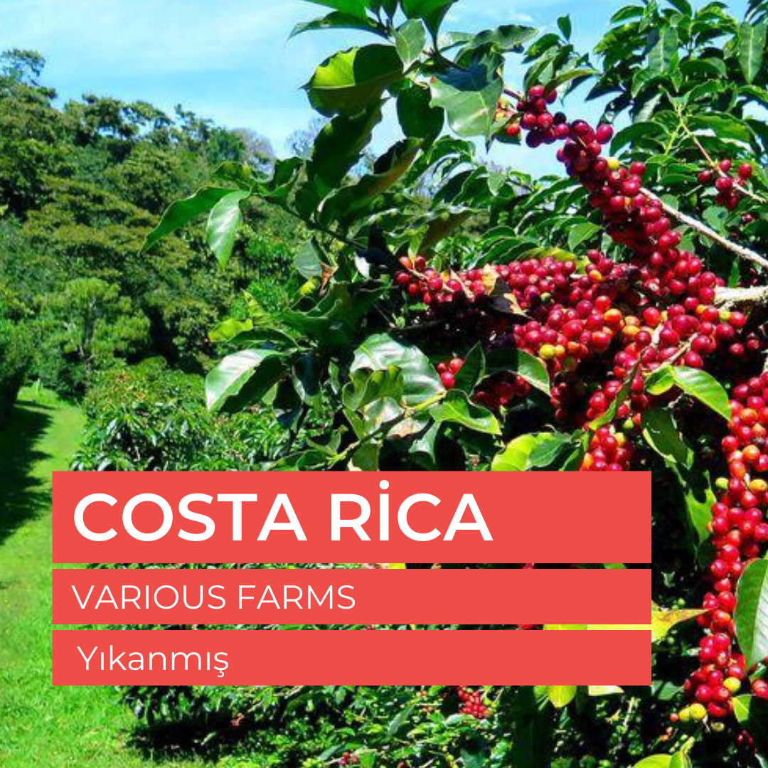 Costa Rica La Pastora Tarrazu Çiğ Yeşil Çekirdek 1kg