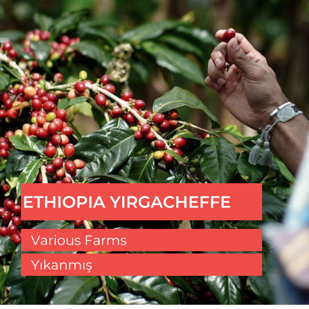 Ethiopia Yirgacheffe Grade 2 Çiğ Yeşil Çekirdek 1kg